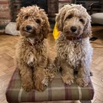 HARRY+RALPH - @harry_ralph_ttoodles - Instagram