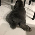 Harry Ramsay - @hramasawmy - Instagram
