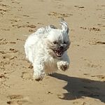 Harry Ricketts - @harrymaltese - Instagram