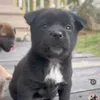 abcristovel - @harry.riddle_ - TikTok