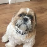 Harry Ritchie - @harrythe_puppyxox - Instagram