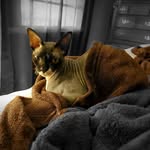 Harry Rollins - @og_harry_rollins - Instagram