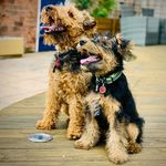 Harry Rook - @harryrook1 - Instagram