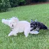 Harry and Ryder - @harryandryder - TikTok