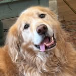 Harry Seay - @harry_potter_puppy - Instagram