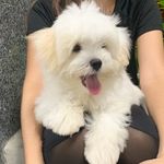 Harry Seth - @harrymaltese_ - Instagram