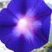 Harry Shafer - Facebook