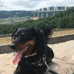 Harry Simms - @harrythetalldachshund - Instagram