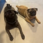 Harry & Dobby Sobreira Soares - @harryedobbypugs - Instagram