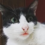 Principe Harry - @harrycat.sousa - Instagram