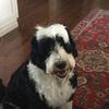 harrysquiresthedog - @harrysquiresthedoggy - TikTok