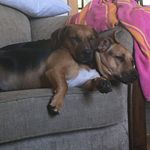 Harry Stagg - @gracie_and_karma - Instagram