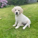 @harry_the_pigeon_stalker - Instagram