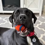 Harry Stark - @harry_stark_theboxador - Instagram