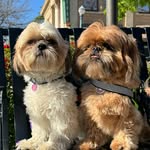 Harrison “Harry” and Starkey Reyes🐶😁 - @bieber.macaroni.man - Instagram