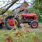 Harry & Stella's Family Farm - @harryandstellas - Instagram