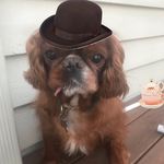 Harry Stout - @sir_gentleman_harry - Instagram