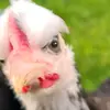 Harry Stringer - @harry.stringer5108 - TikTok