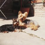 Harry / Sugar - @harrysugar4 - Instagram