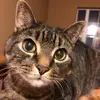 Harry&Sunshine - @chubby.kitty - TikTok