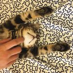 Harry - @harry_tabby_cat - Instagram