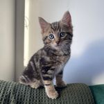 Harry the Tabby Cat - @harrythetabbycat_ - Instagram