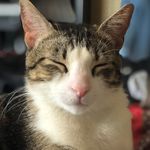 Harry and Cubby - @harrytabbycat - Instagram