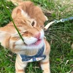 Orange Cat - @harry_tabby - Instagram