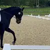 Harry Talbot-Erasmus - @harryshorseboxs - TikTok