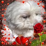 Harry Tam - @harry.tam.100 - Instagram