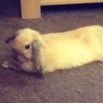 Harry Temple - @__harry_the_rabbit___ - Instagram