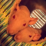 Templeton And Harry - @templeton.harry - Instagram