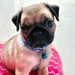 Harry Thai Pug - @harry_pug_thai - Instagram