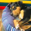 Harry The Dog - @harrytheothedog - TikTok