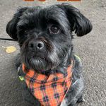 Harry Theodore 🐾 - @harry_the_shorkie - Instagram