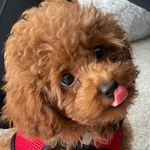 Harry Theodore Yu - @harrytheodoreyu - Instagram