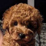 Theo - @thecoloneltheodoreharrymanson - Instagram
