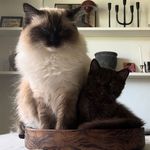Theodore and Harry 🐾 - @theodoreandharry - Instagram