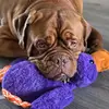 Wendy🐶🤎 - @harrythebordeaux - TikTok