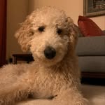 Truman Harry Tiller - @mrtrumanthedog - Instagram