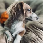 Harry "boogieman" Weiner - @the_floridadog - Instagram