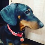 harry dachshund - @harry_weiner_dachshund - Instagram