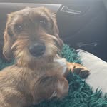 Harry the swedish weiner dog - @harry_the_swedish_weiner_dog - Instagram
