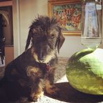 harry_the_weiner - @harry_the_weiner - Instagram