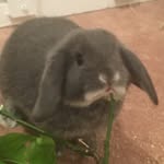 Harry & Wills - @harryandwilliambunnies - Instagram