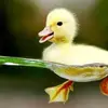 Mr duck - @harrywindley - TikTok