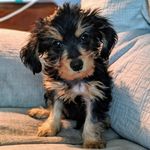harry_the_wine_dorkie - @harry_the_wine_dorkie - Instagram
