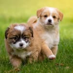 Harry Wingate - @loveofpuppiesforyou - Instagram