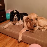 harry wingate - @crazydogggz - Instagram