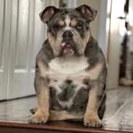 Harry “Sausage” Winslow - @harrysausagewinslow - Instagram